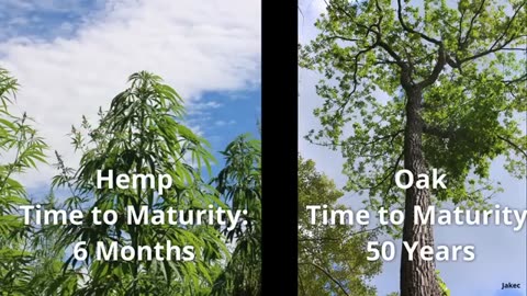 Making Wood from Hemp - How Hempwood Could Change Lumber Forever