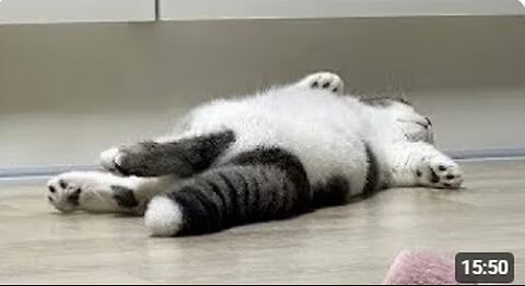 Dramatic Cat Breaks the Internet! 🤯🔥🤣