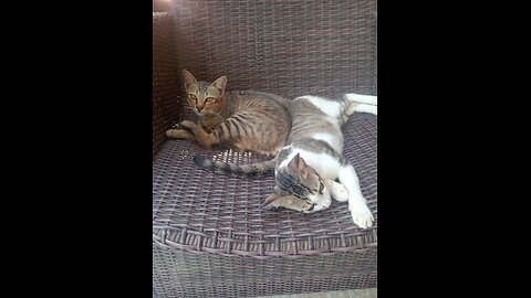 “When Mom Finally Has Free Time… The Tabby Cat’s Hilarious Reaction to Belly Tickles!”