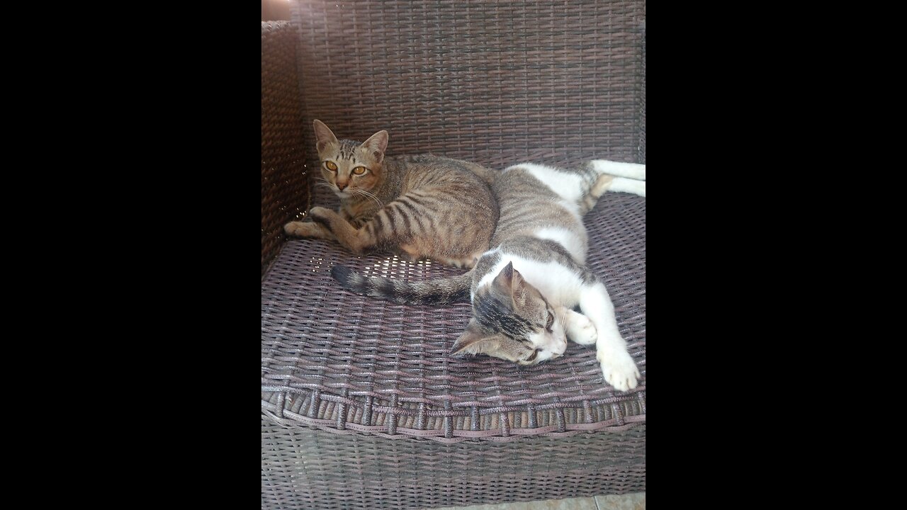 “When Mom Finally Has Free Time… The Tabby Cat’s Hilarious Reaction to Belly Tickles!”