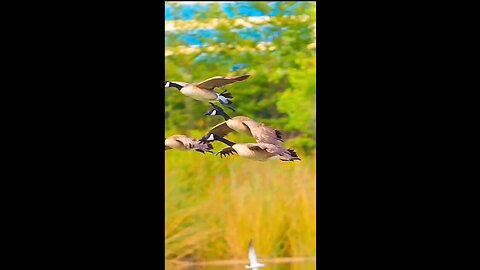 Beautiful 😍❤️ Nature And Beautiful 🐦🕊️ Cute Bird's 💕😘