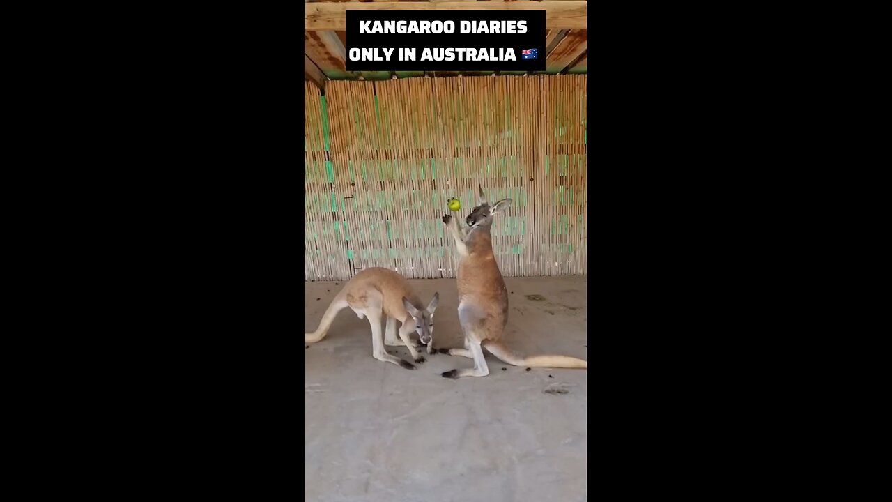 Kangaroo diaries only in Australia 🇦🇺