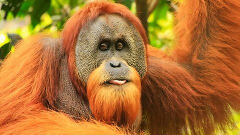 Orangutans Guardians of the Rainforest