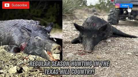 Regular Hunting Season in Sonora, Texas! Whitetail and Feral Hog Hunting in the Texas Hill Country!