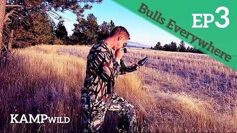 Bow Hunting Elk In Montana | BULLS EVERYWHERE | 2020 Special Permit | Episode #3