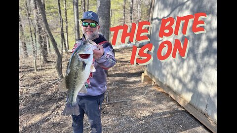 Giant Bass Boom in 2025? Guide Chad Green Spills!