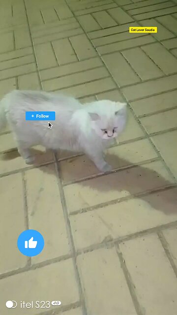 This lover Saudia arbia visit fan Tiktok Facebook post vairal #saudia #arbia #fun #catloversclub