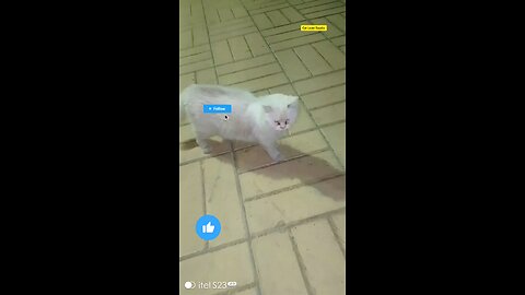 This lover Saudia arbia visit fan Tiktok Facebook post vairal #saudia #arbia #fun #catloversclub