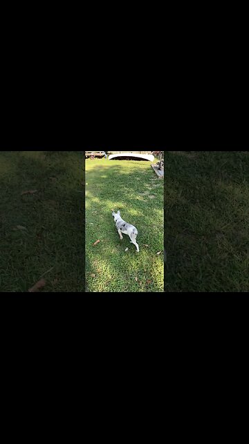 Bo working on fetch at 4 months #puppy #dog #texasheeler #heeler #training #yankeefree #fetch