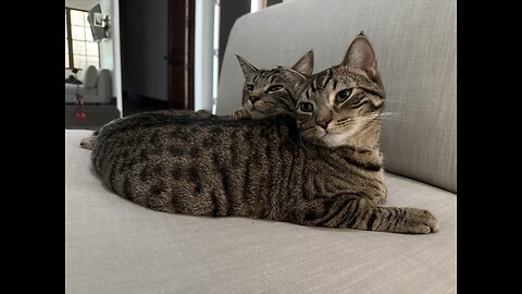 Episode 3091 - The Scott Adams School 02/10/26