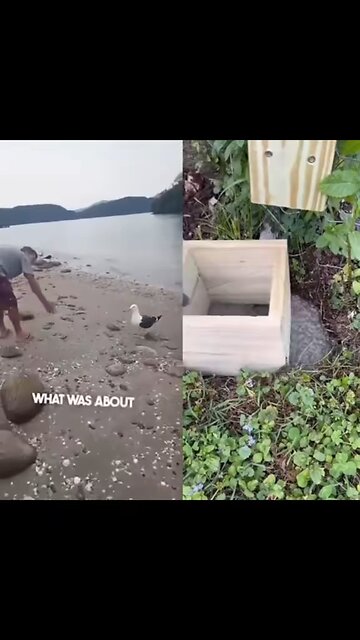 Birds are smarter then you thing