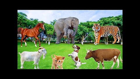 Familiar Animal Moments: Tiger, Horse, Dog, Elephant, Chicken, Cow, Cat, Goat,..