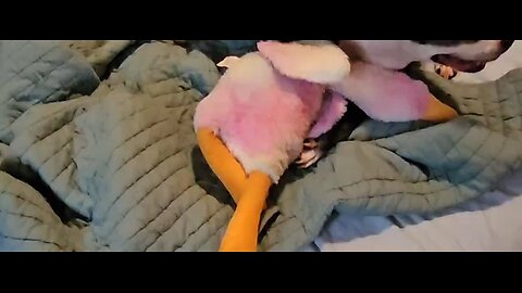 Freya & Daisy kill a goose!