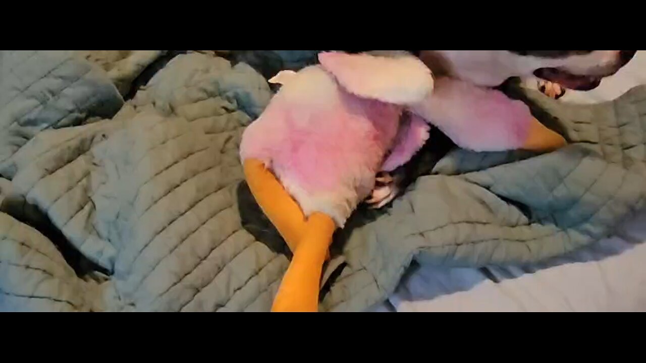 Freya & Daisy kill a goose!