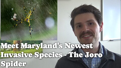 Meet Maryland's Newest Invasive Species - The Joro Spider