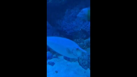 small but dangerous shark 🦈# Beauty of the world 💞