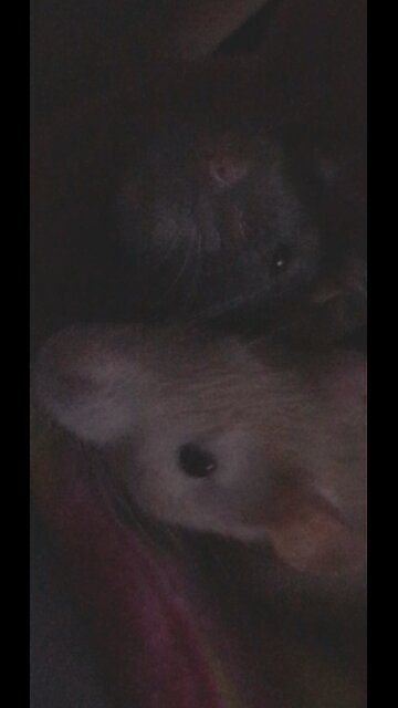 Harness Adventures: Fancy Rats In Bonding Pouch