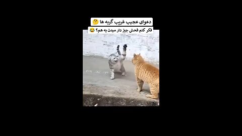 This is weird Cats