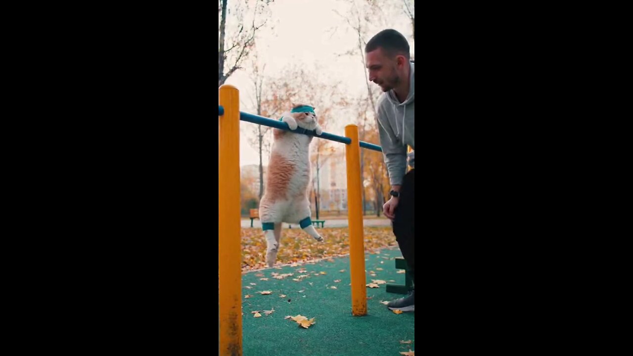 кот спортсмен