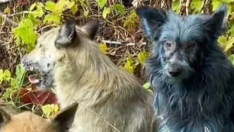 Volunteers discovered BLUE DOGS in Chernobyl