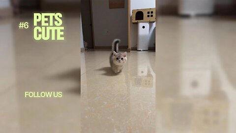 15 Minutes of Pure Joy! Adorable Pets That Will Make You SMILE All Day