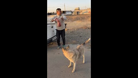 dog