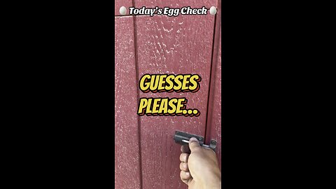 🥚 Sunday’s Egg Check! 🥚