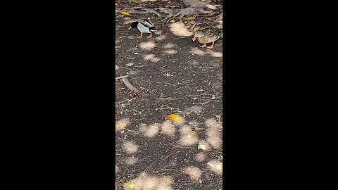 Mallard Ducks 🦆 #mallardducks #ducks #duck #followme #shorts #viral #trending