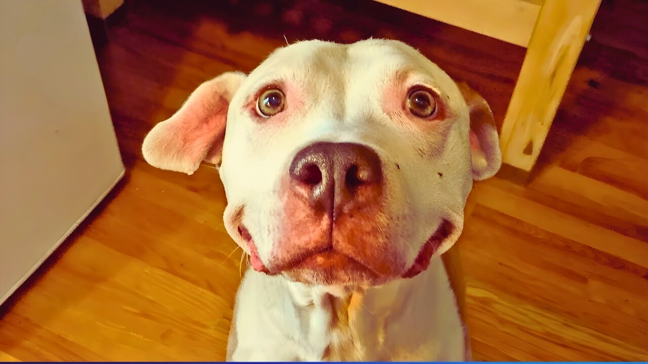 Funniest Animals Ever! 😂 Try Not to Laugh Challenge 2025 🐶🐱🐵