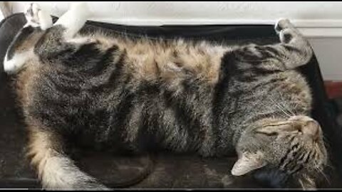 Into Nevada with Mouser CAT