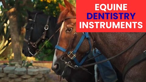 How to Choose the Best Instruments for Equine Dentistry