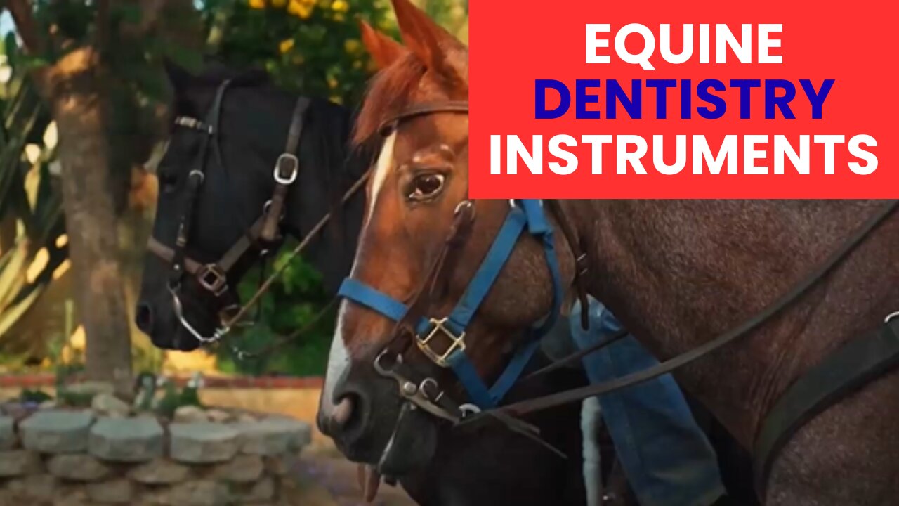 How to Choose the Best Instruments for Equine Dentistry