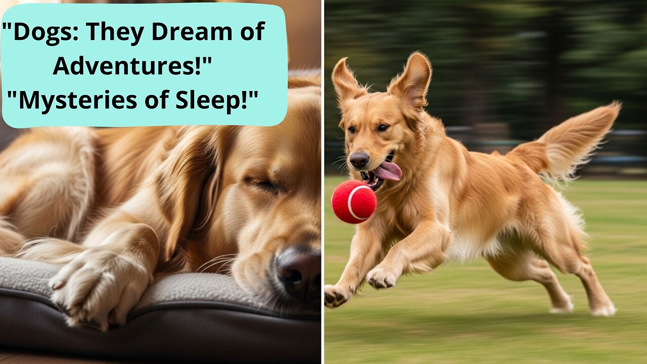 Dog Trembling While Sleeping :The Mysteries of Canine Sleep