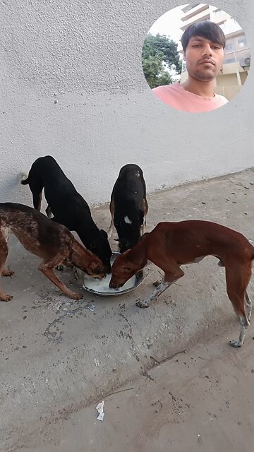 jivdaya mehsana Gujarat