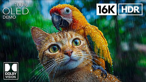 THE CRAZIEST 16K Video ULTRA HD 120 FPS | 16K HDR | Dolby Vision