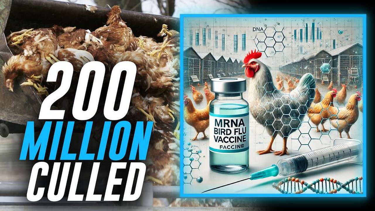 Over 200 Million Chickens Killed Under Biden Admin's Watch