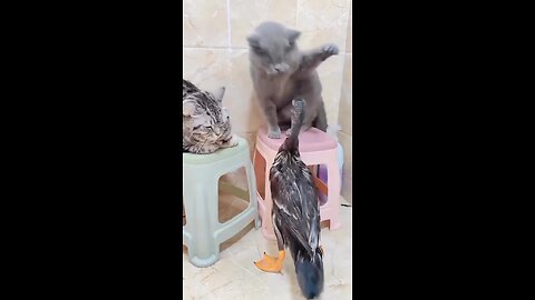 Pet's Funniest Movement Ever #shorts, #pets, #animal, #viralshort, #comedy
