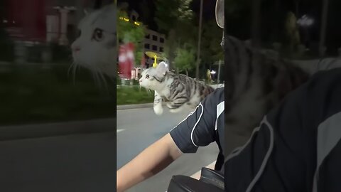 his friends never gonna believe it #dankmemes #funny #comedyshorts #cat #lol #memes #comedy