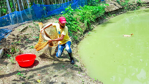 Wow amazing net fishing video