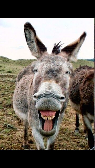 This is why they call donkeys "jackasses"
