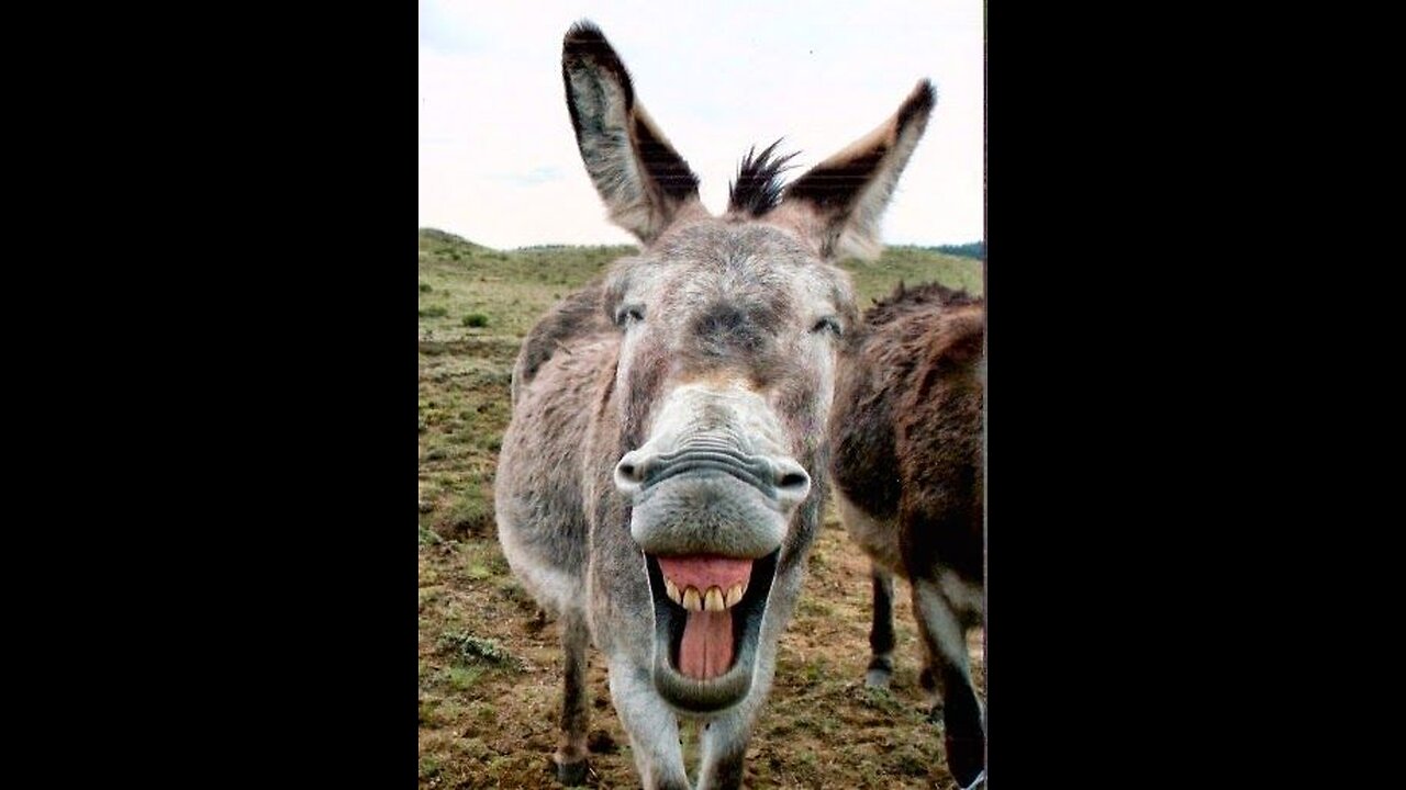 This is why they call donkeys "jackasses"