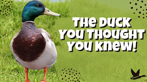 Meet the Mallard Duck | The Duck You Thought You Knew