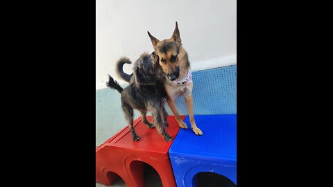 Daycare Chaos: Venus, Ozzy & Barto Unleashed 😂🐾