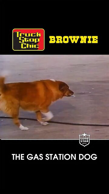 Meet Brownie The Gas Station Dog, Filmed In 1970