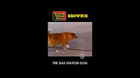 Meet Brownie The Gas Station Dog, Filmed In 1970