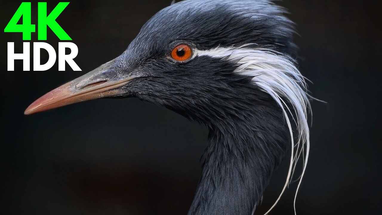 The world of Birds in 4k Ultra HD ‼️💯