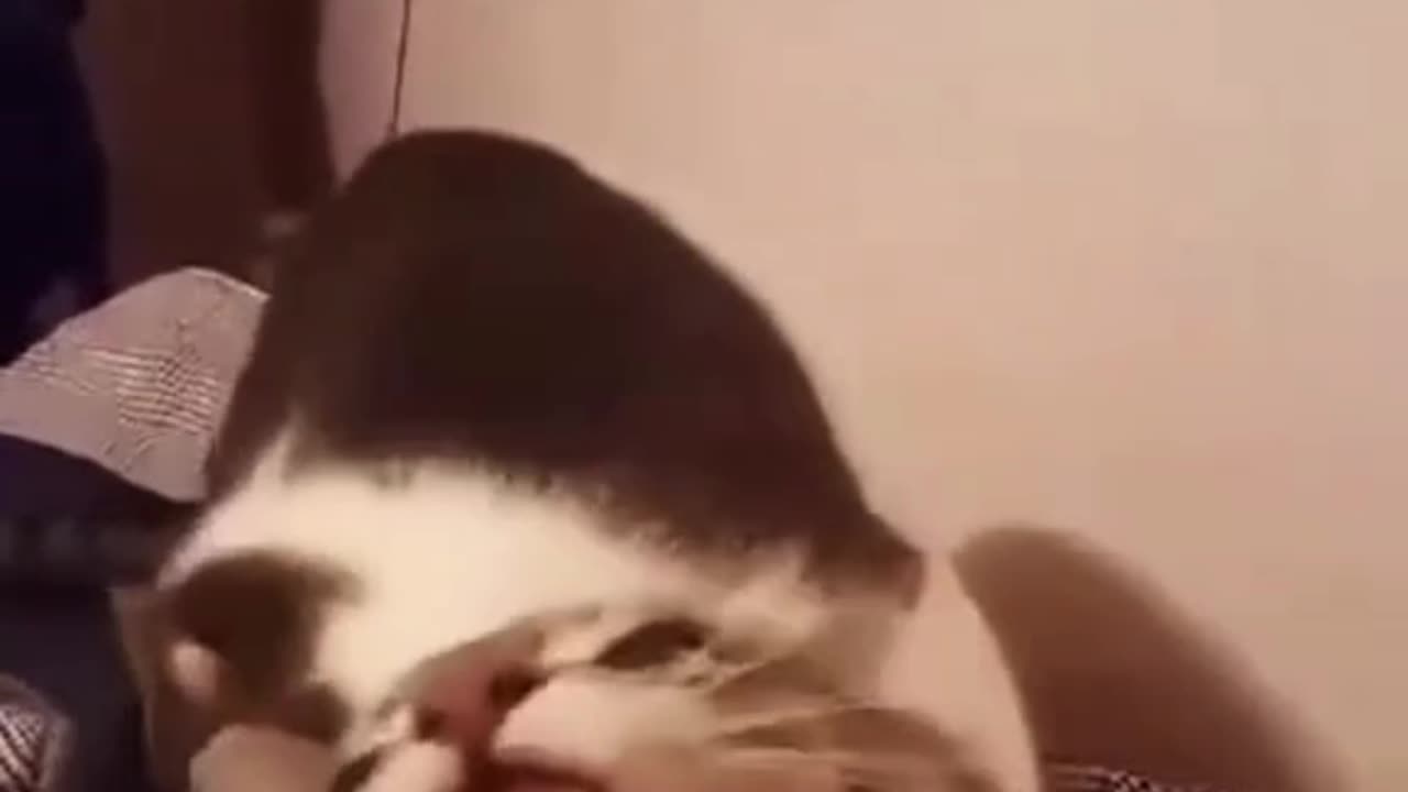 Best Viral Funny Cat Compilation Videos 2025