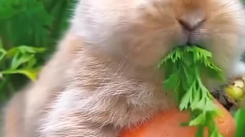 Cute bunny eating carrot...