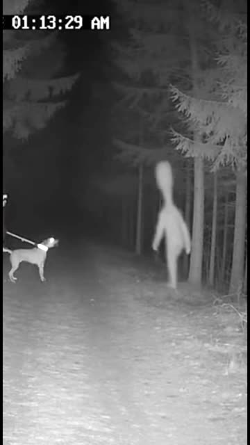 What the Dog Saw at Night Was Not Normal 😱 #horror #scary #cctvfootage