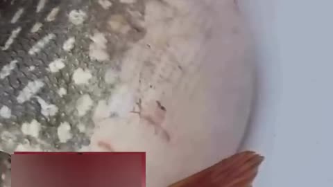 🤯🐟 You Won't Believe What's On This Fish's Stomach! | FeedMyCuriosity